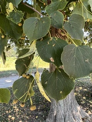 Tilia