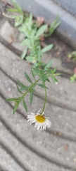 Erigeron karvinskianus