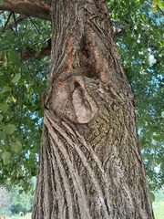 Tilia