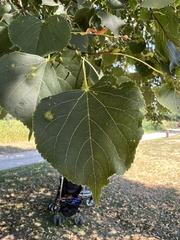 Tilia