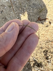 Aristida dichotoma