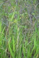 Xyris fimbriata