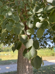 Tilia
