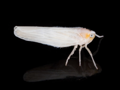 Neocenchrea heidemanni