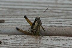 Paroxya