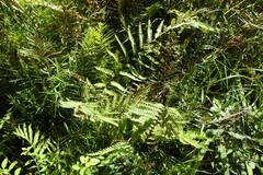 Thelypteris palustris