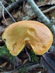 Suillus grevillei