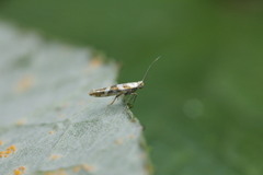 Argyresthia goedartella
