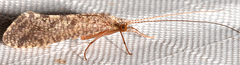 Hydropsyche bronta