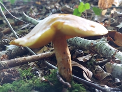 Suillus grevillei