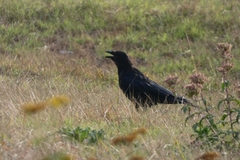 Corvus corone