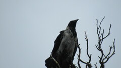 Corvus cornix