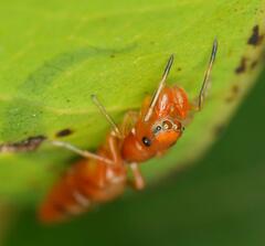 Salticinae