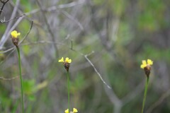 Xyris fimbriata