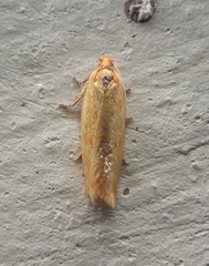 Clepsis pallidana