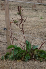 Rumex