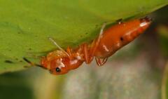 Salticinae