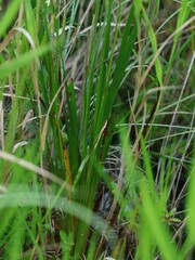 Xyris fimbriata