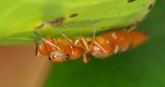 Salticinae