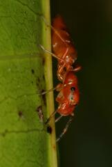 Salticinae