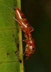 Salticinae