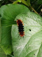 Turuptiana