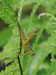 Schistocerca alutacea