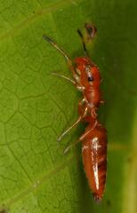 Salticinae