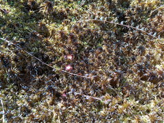 Sphagnum pulchrum