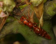 Salticinae