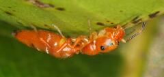 Salticinae