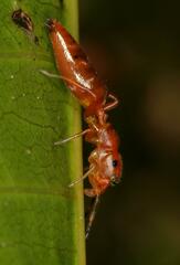 Salticinae