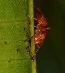 Salticinae
