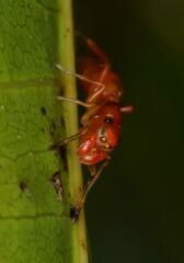Salticinae