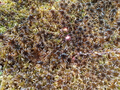 Sphagnum pulchrum