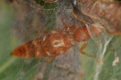 Salticinae