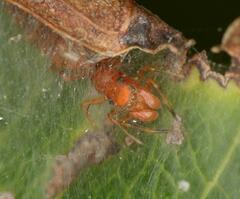 Salticinae