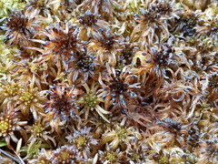 Sphagnum pulchrum