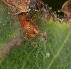 Salticinae