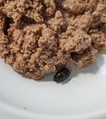 Onthophagus