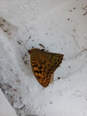Argynnis pandora