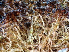Sphagnum pulchrum