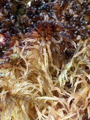 Sphagnum pulchrum
