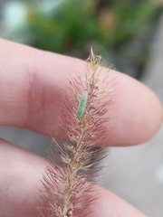 Trigonotylus caelestialium