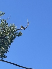 Ictinia mississippiensis