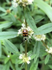 Diabrotica limitata