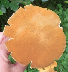 Cystoderma amianthinum