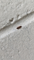 Aeolus mellillus