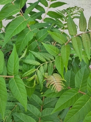 Ailanthus altissima
