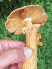 Cystoderma amianthinum